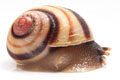 Acavus haemastoma haemastoma Mirrisa, Sri Lanka semiadult, 25 mm
